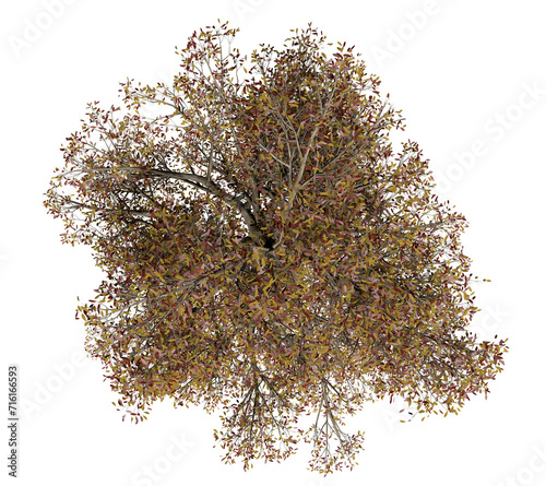 Autumn tree, top down view, 3D render, transparent PNG