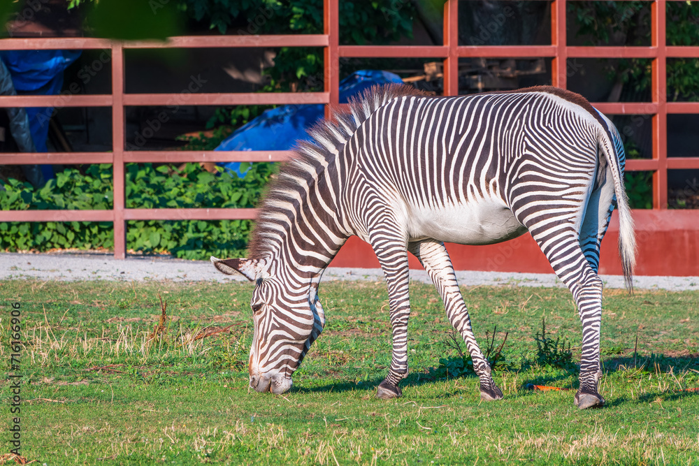 Grevy's zebra, lat Equus grevyi, also known as the imperial zebra eats green grass. Grevy's zebra, lat Equus grevyi, also known as the imperial zebra eats green grass.