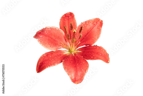 isolated orange Lily flower on white background with path