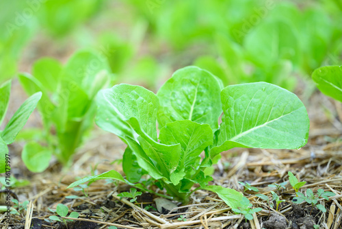 Organic green cos lettuce plant growing in organic garden, Sustainability agriculture