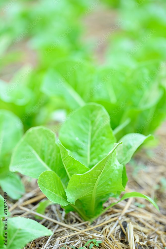 Organic green cos lettuce plant growing in organic garden, Sustainability agriculture