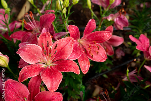 Water drops on pink lily flowers in the garden
