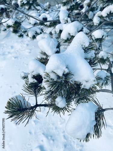 Plakat Snow covered branches