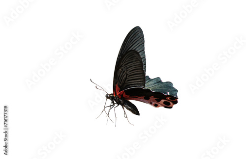 Isolated Papilio, Redbreast butterfly on white background with clipping path