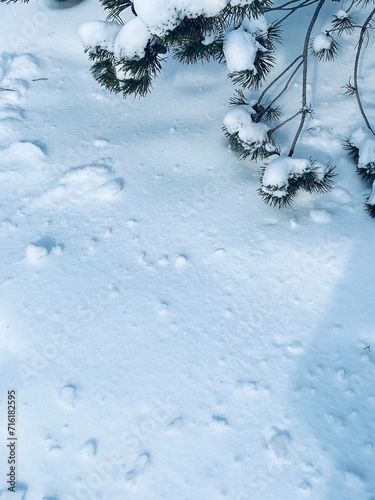 Obraz na płótnie Snow covered branches
