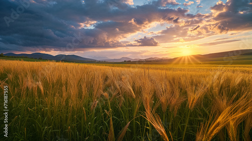 Golden wheat field under a sunset sky.