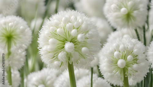 Closeup of white flower of decorative onions.