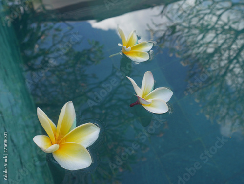 Set of beautiful relaxing flowers on the pool