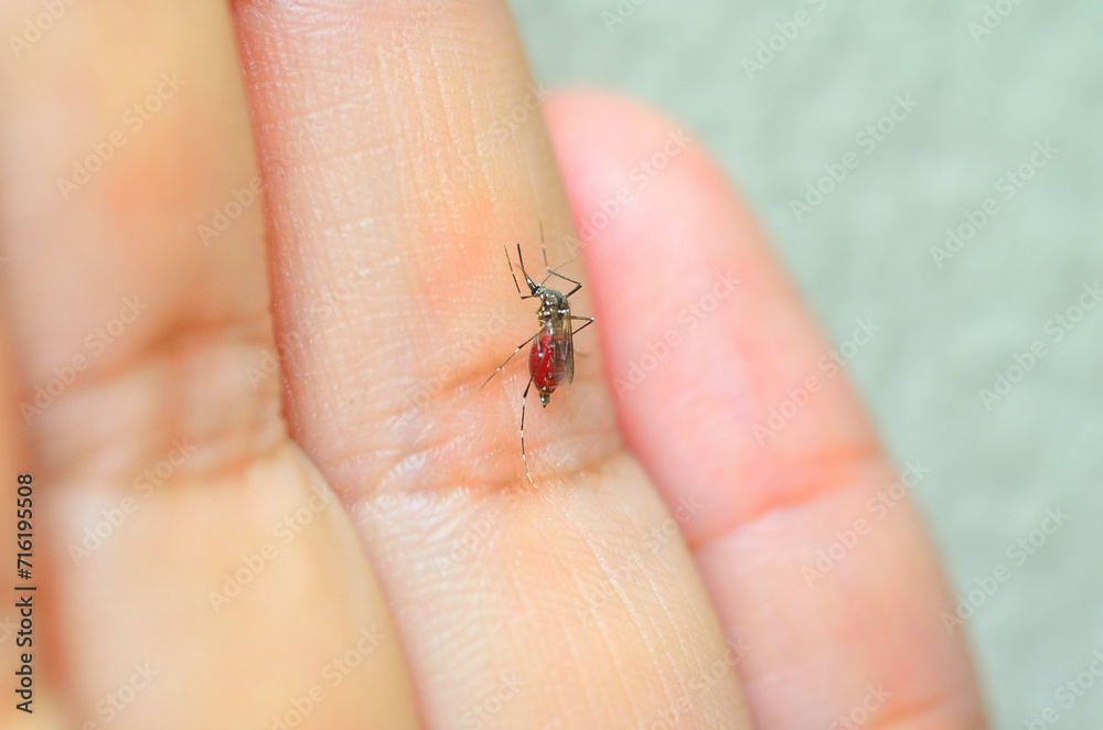 The mosquito is biting human's finger. Dangerous Malaria Infected Mosquito Skin Bite. People have to protect themselves from that insect.