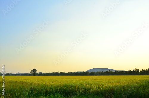 Field of ripe wheat under blue cloudy sky in the evening.
