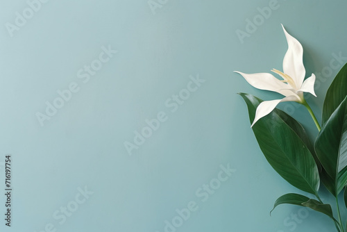 White flower with copy space on a green background