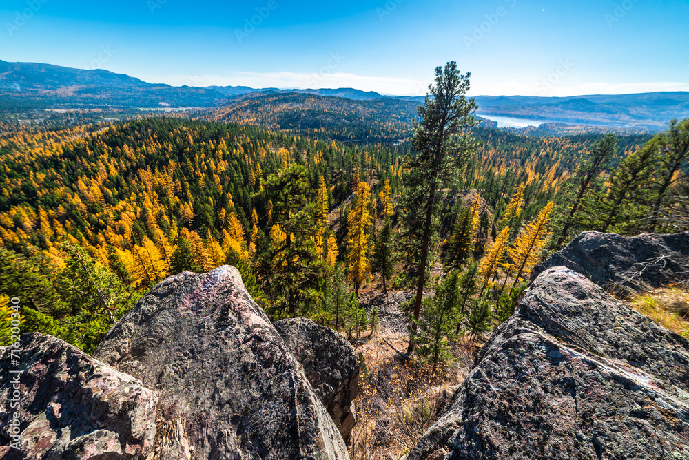 View Over Larches