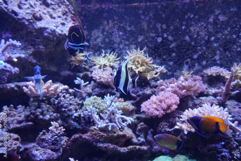 Obraz premium カラフルな海水魚 ツノダシ