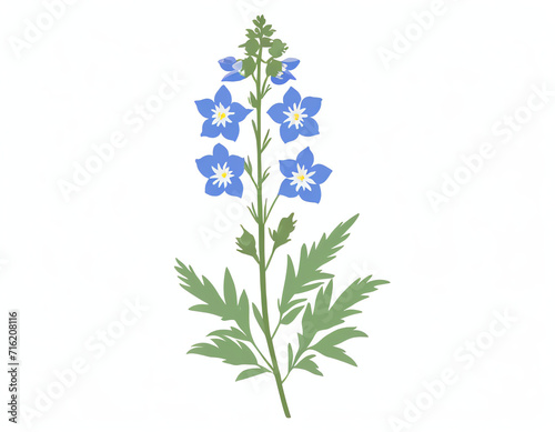 a delphinium flower isolated on white 