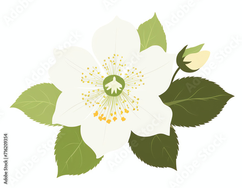 Hellebore flower isolated on white