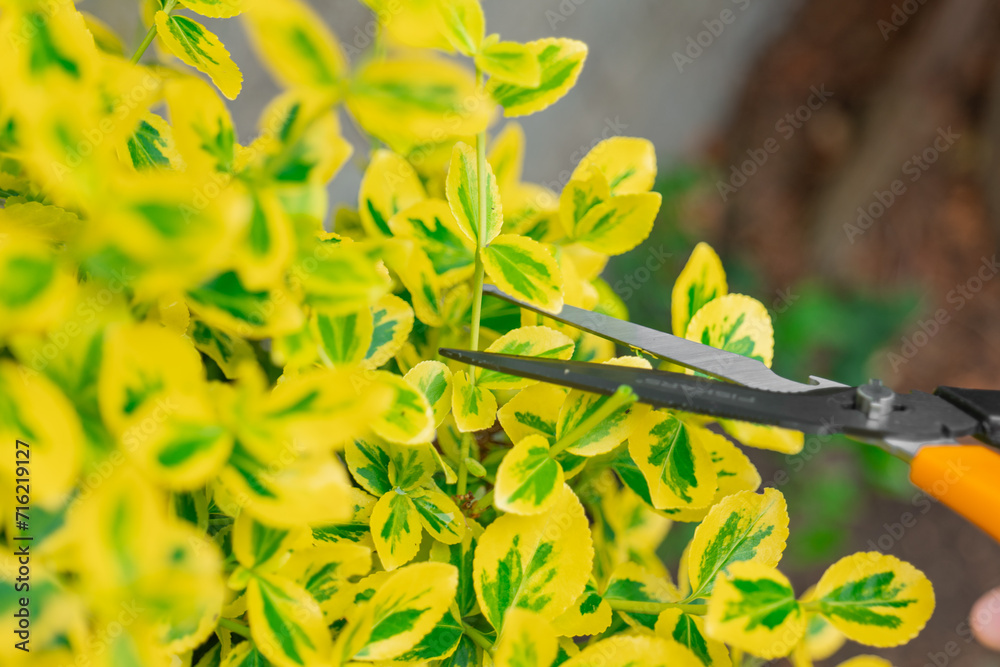 euonymus variegata with yellow foliage. Euonymus pruning. Hands trim