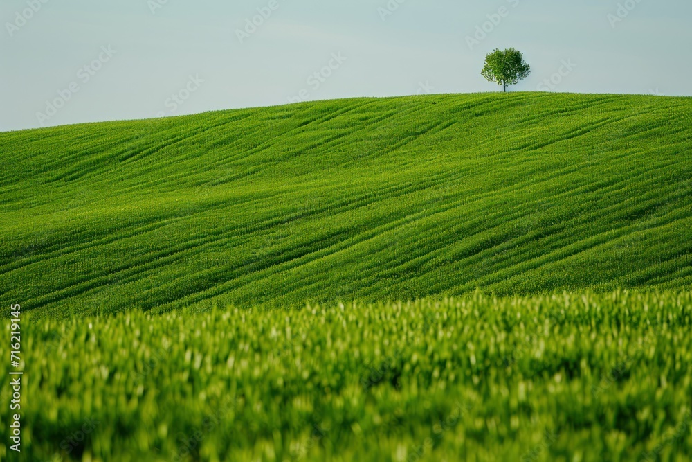 Obraz premium a Large grass field