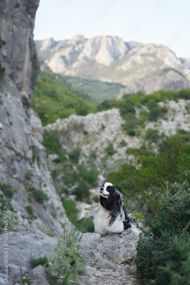 A bi-colored dog atop a mountain trail. The Spaniel looks back with windswept fur, a moment of adventure captured