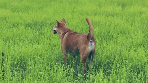 Pet dog looking out to the dreamy lush green field before walking back towards the camera, candid moment of a peaceful daily life in the countryside photo