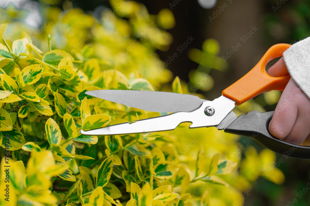Euonymus Fortune cut .Hands trim euonymus branches with garden shears