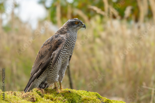Peregrine Falcon (Falco Peregrinus) Perched on Branch in Front of Pine Trees-Shallow Depth of Field
