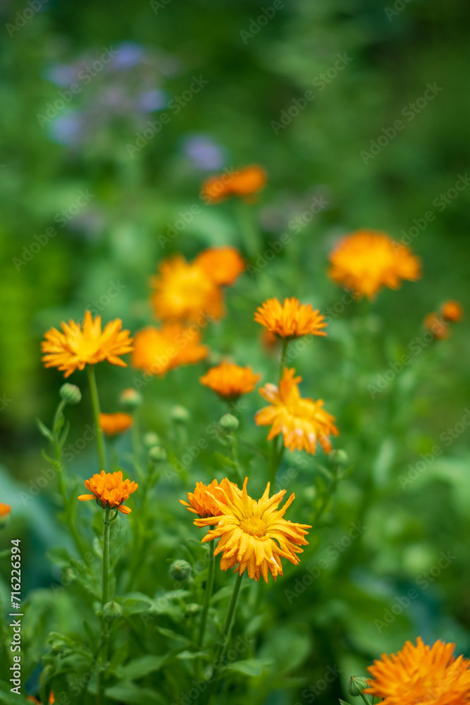 calendula flowers in the garden calendula flowers in the garden