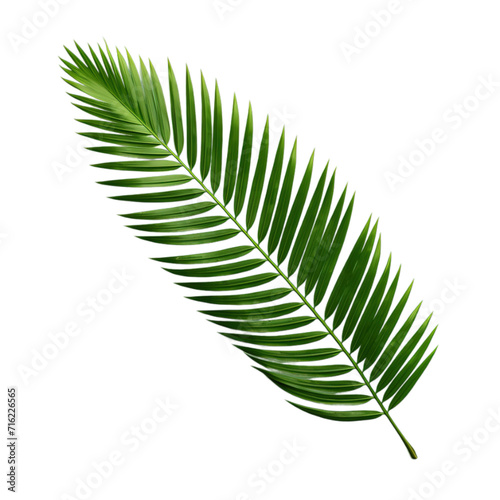 Palm Sunday, Easter and the Resurrection of Christ, with realistick palm leaves border photo