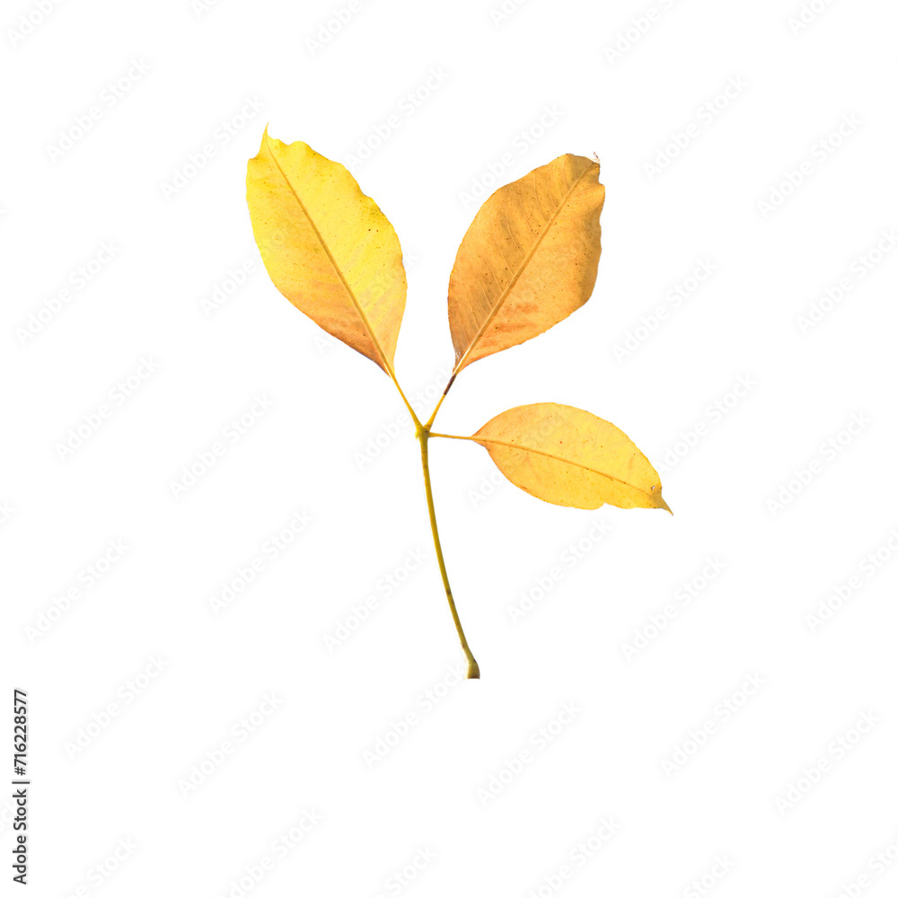 Leaves of Shimul or Red silk-cotton (Bombax ceiba, Malabar silk-cotton tree, Malvaceae, Bombax ceiba) yellow leaves, three leaves, on a white background. Leaves of Shimul or Red silk-cotton (Bombax ceiba, Malabar silk-cotton tree, Malvaceae, Bombax ceiba) yellow leaves, three leaves, on a white background.