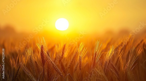 Peaceful scene of wheat field at sunrise