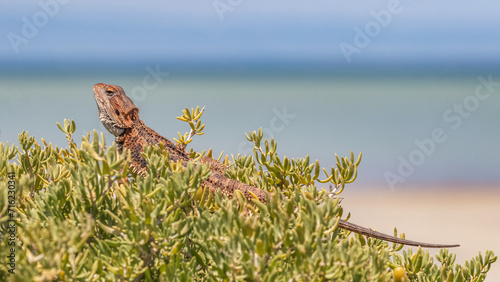 Close-up of a Central Bearded Dragon (Pogona vitticeps) sunning himself on a bush near the sea - Whyalla, South Australia