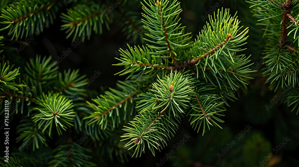 Photo of bright green pine needles set against dark shade