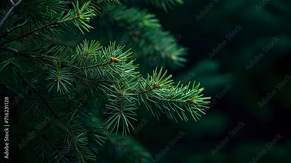 Photo of bright green pine needles set against dark shade