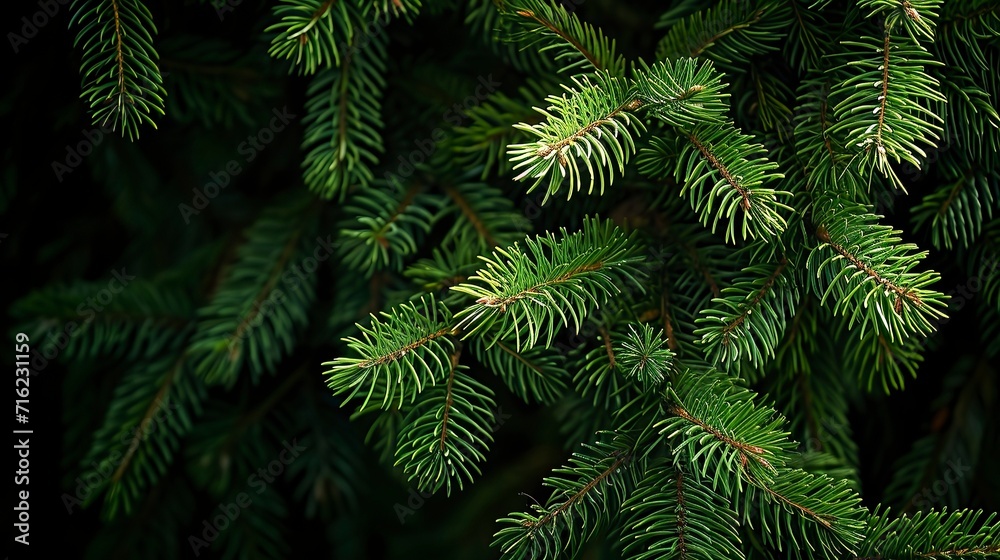 Photo of bright green pine needles set against dark shade