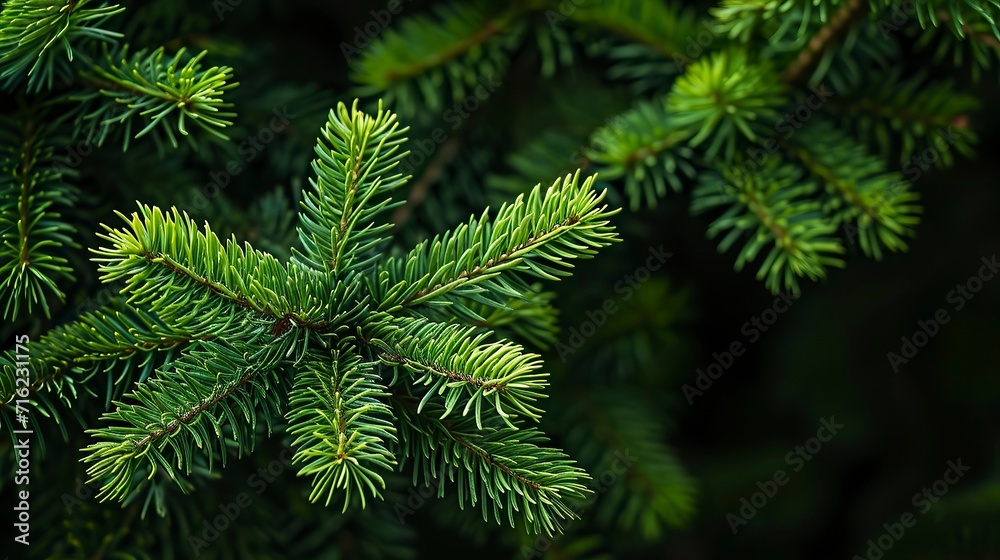 Photo of bright green pine needles set against dark shade Photo of bright green pine needles set against dark shade