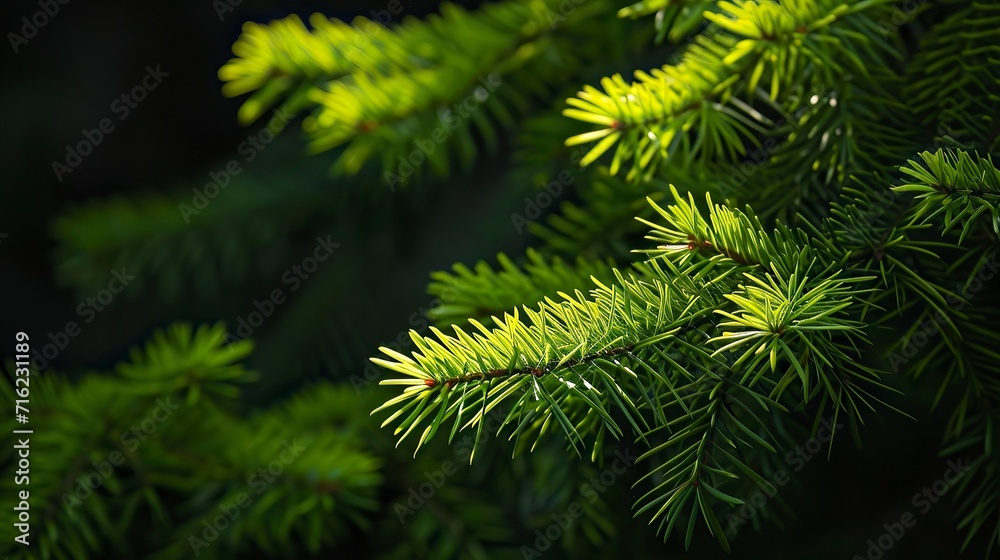Fototapeta premium Photo of bright green pine needles set against dark shade