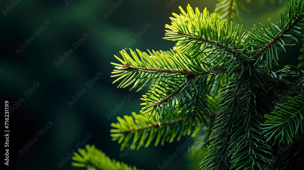 Photo of bright green pine needles set against dark shade Photo of bright green pine needles set against dark shade