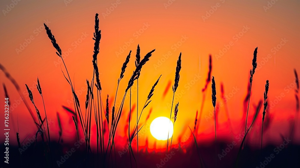 Silhouetted wild grass against vibrant sunset 