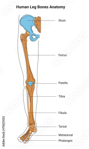 Human Knee Anatomy Science Design Vector