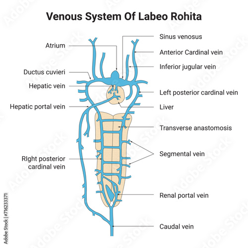 Venous System of Labeo Rohita Science Design Vector Illustration