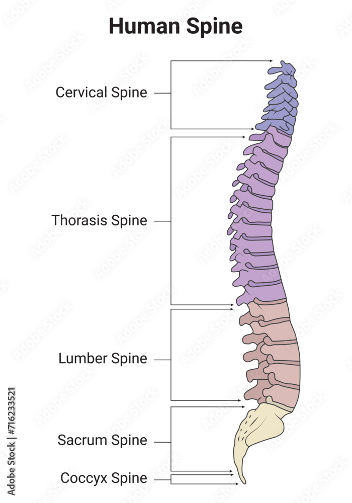 Human Spain Science Design Vector Illustration Diagram