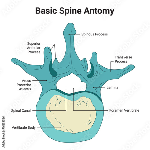 Basic Spine Anatomy Science Design Vector Illustration