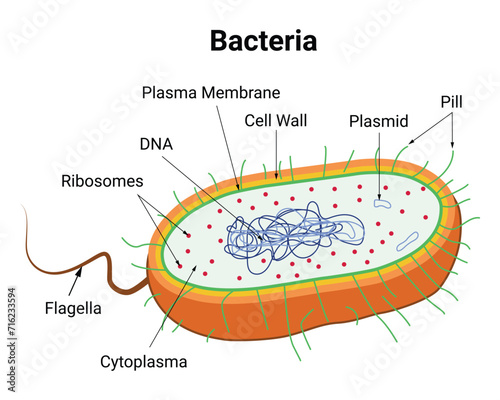 Bacteria Science Design Vector Illustration Diagram photo