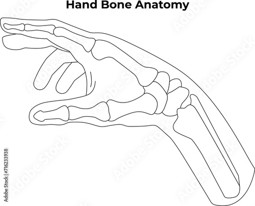 Hand Bone Anatomy Science Design Vector Illustration Diagram