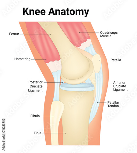 Knee Anatomy Science Design Vector Illustration Diagram