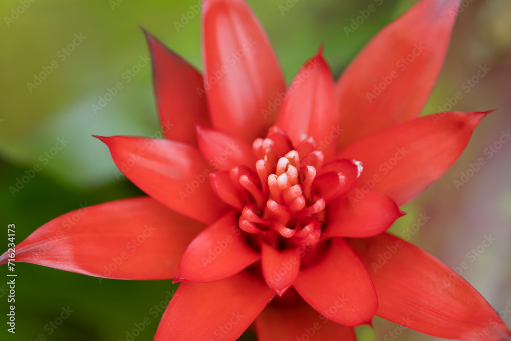 Close-up of vivid orange bromeliads flower blooming with natural light in the tropical garden on green leaves background.