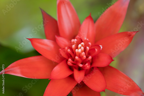Close-up of vivid orange bromeliads flower blooming with natural light in the tropical garden on green leaves background.