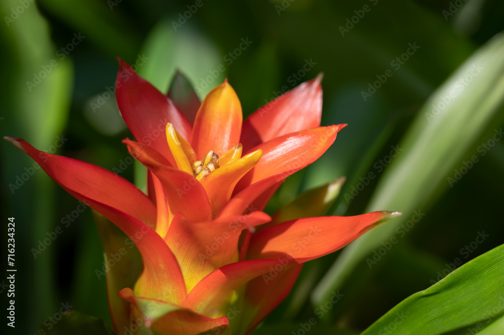 Fototapeta premium Close-up of vivid orange bromeliads flower blooming with natural light in the tropical garden on green leaves background.