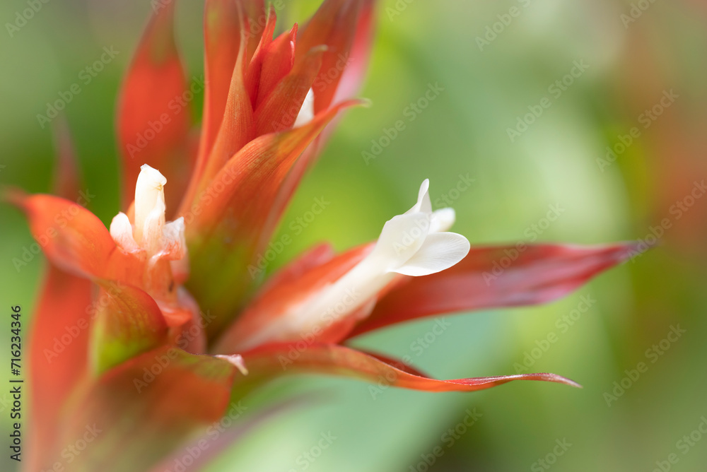 Close-up white stamen of orange bromeliads flower blooming with natural light in the tropical garden on a soft background. Close-up white stamen of orange bromeliads flower blooming with natural light in the tropical garden on a soft background.