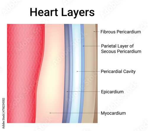Heart Layers Science Design Vector Illustration Diagram photo