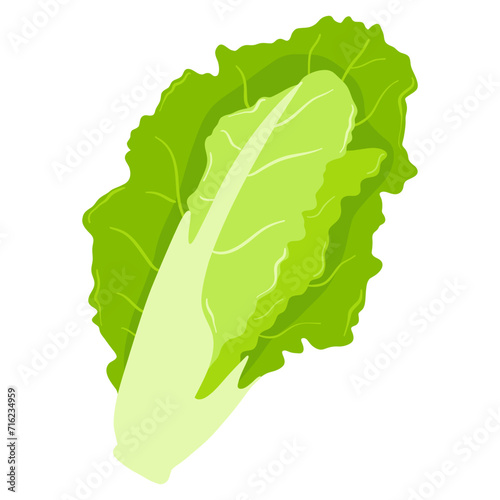romaine lettuce